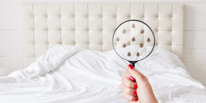 Bed Bug Control in Carroll County, Georgia