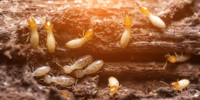 Termite Control in Newnan, Georgia