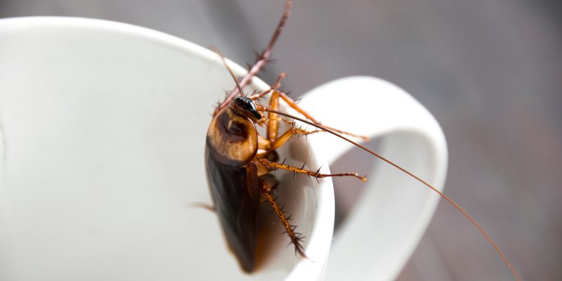 Cockroach Control in Carroll County, Georgia