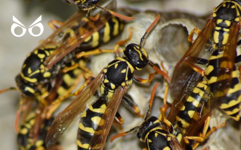 Stinging Insect Control in Newnan, Georgia