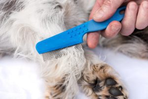 Flea Control: How to Eliminate Fleas Completely