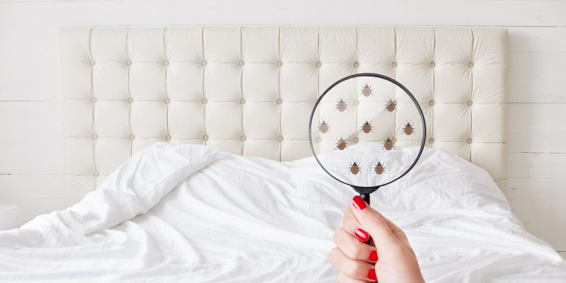 Tick Control in Newnan, Georgia