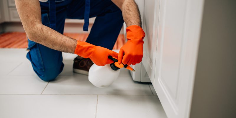 Pest Removal in Newnan, Georgia