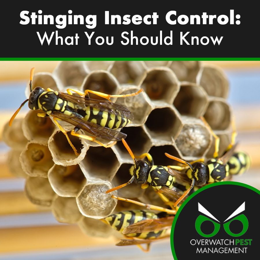 Stinging Insect Control: What You Should Know