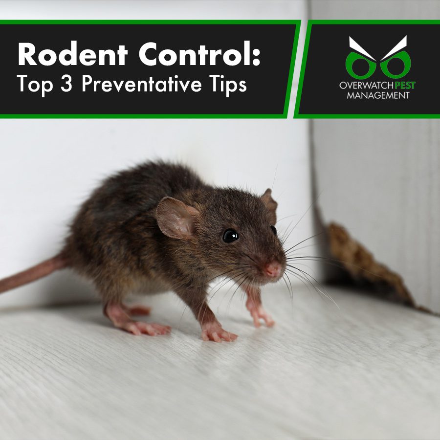 Rodent Control: Top 3 Preventative Tips