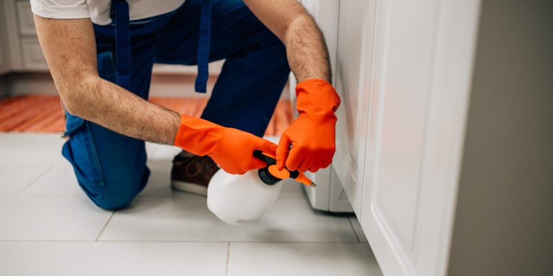 Pest Control Companies in Newnan, Georgia