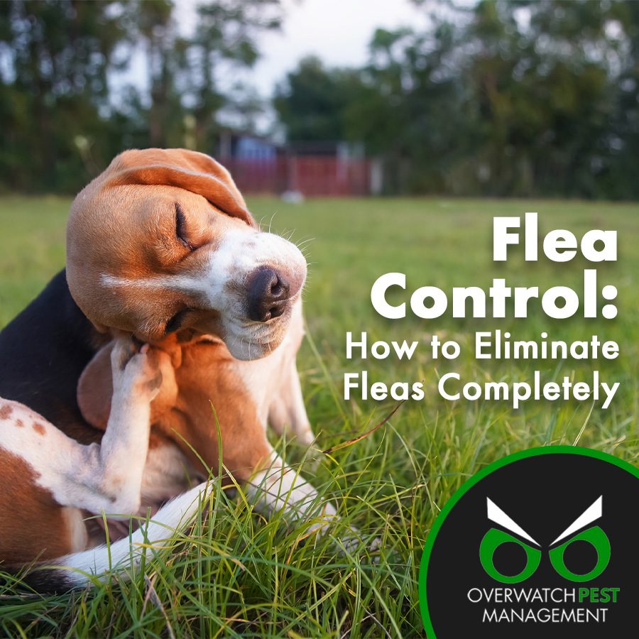 Flea Control: How to Eliminate Fleas Completely