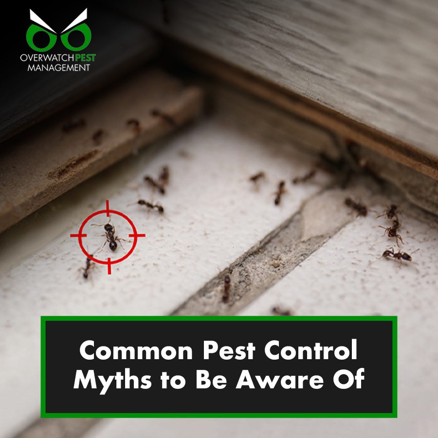 Common Pest Control Myths to Be Aware Of