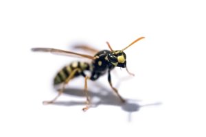 Why You Should Seek Professional Stinging Insect Control