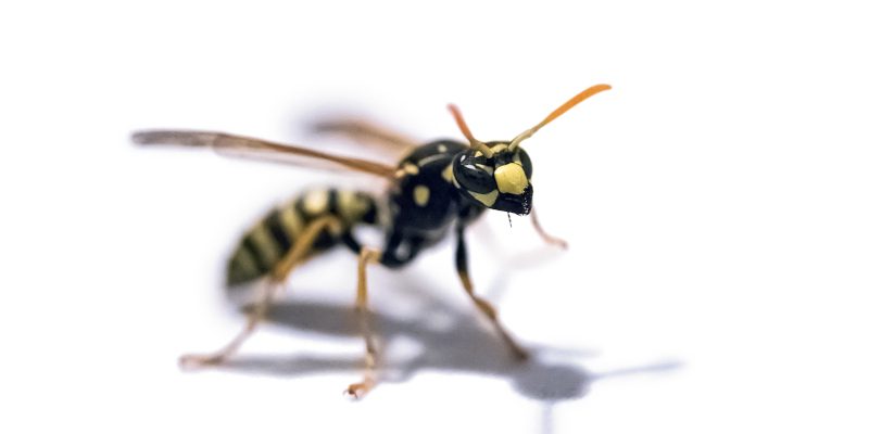 Why You Should Seek Professional Stinging Insect Control