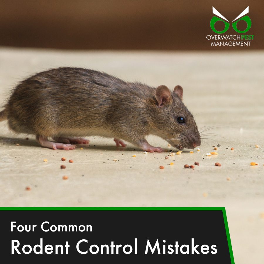 Four Common Rodent Control Mistakes