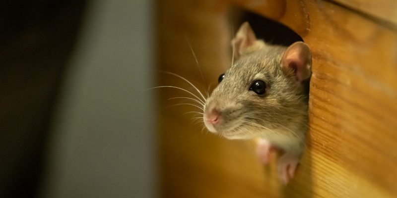 Mouse Control in Newnan, Georgia