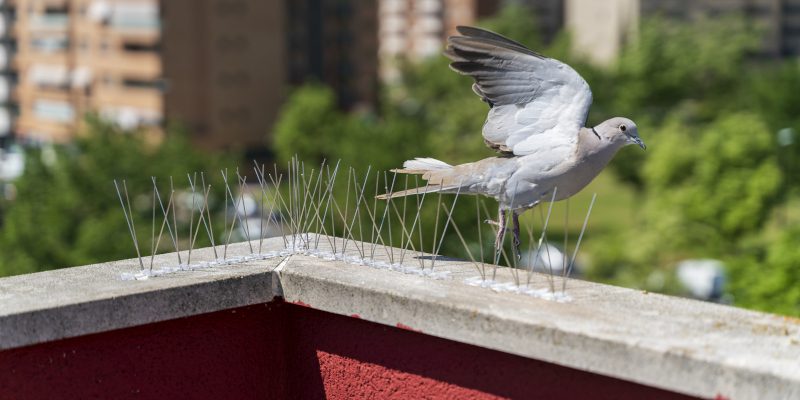 Bird Control in Newnan, Georgia