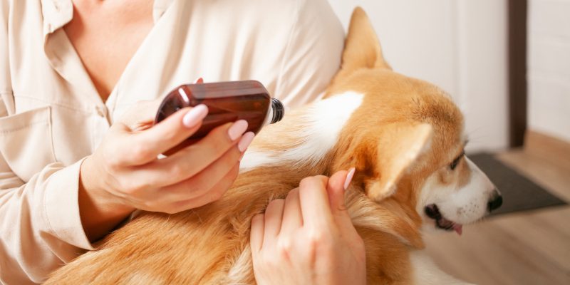 Flea Control in Carroll County, Georgia