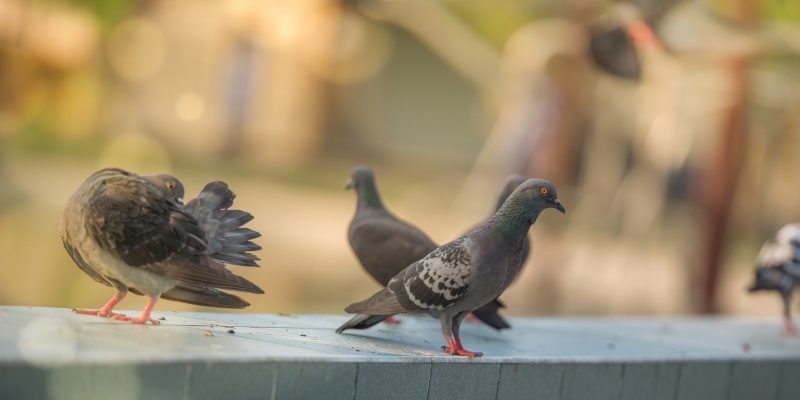 Residential Bird Control in Newnan, Georgia
