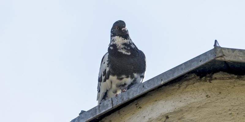 Bird Removal in Newnan, Georgia