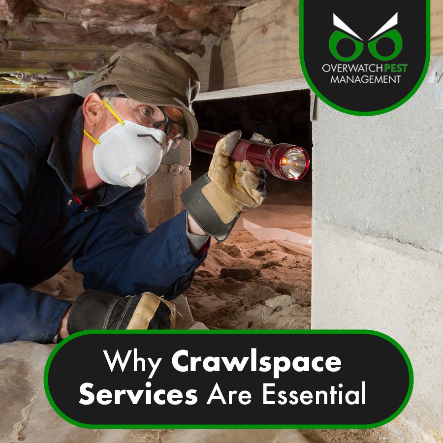 Why Crawlspace Services Are Essential