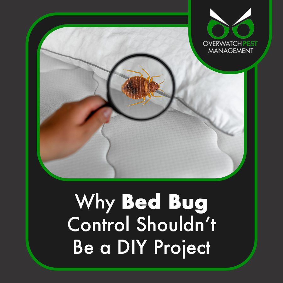 Why Bed Bug Control Shouldn’t Be A DIY Project