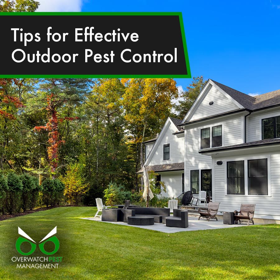 Tips for Efficient Outdoor Pest Control