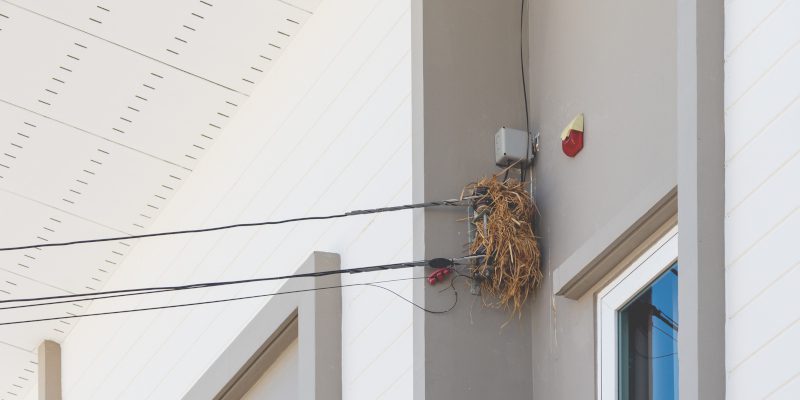 Commercial Bird Control 101