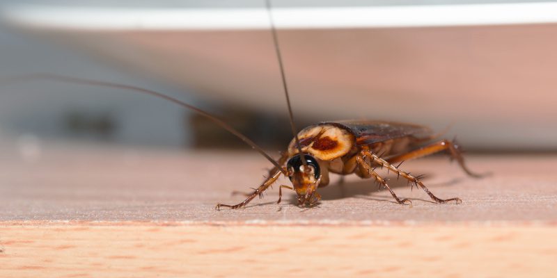 Why DIY Roach Control is Difficult