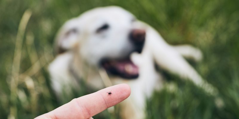 Tick Control Tips for Keeping Your Pets Safe