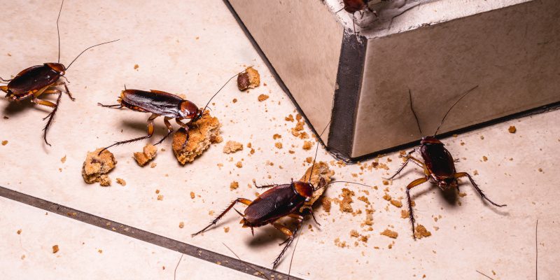 Warning Signs of a Cockroach Infestation