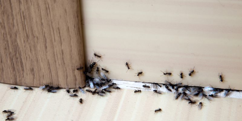 Signs You Need Ant Control Services