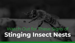 Watch Out for These Signs of Stinging Insect Nests