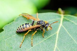 Understanding the Three Types of Yellowjacket Control Methods