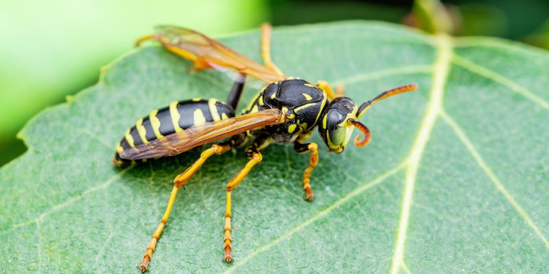 Understanding the Three Types of Yellowjacket Control Methods