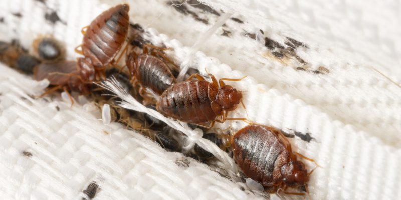 Four Reasons You Need a Professional for Bed Bug Control