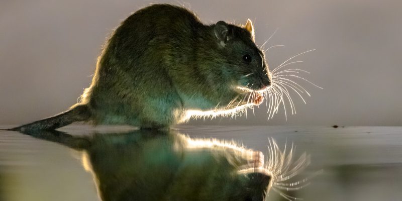 Learn More About Our Wildlife Removal Services