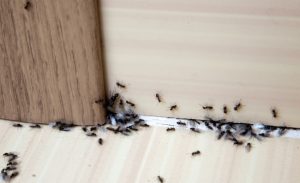 Three Tips to Know About Ant Control