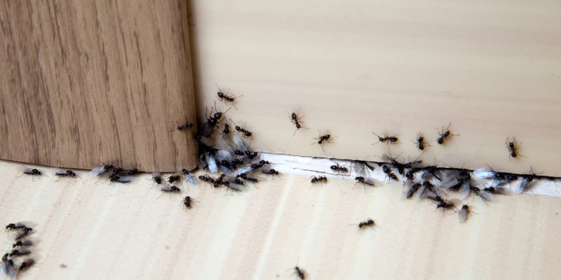Three Tips to Know About Ant Control