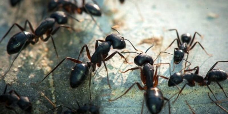 Outdoor Pest Control in Fayette County, Georgia