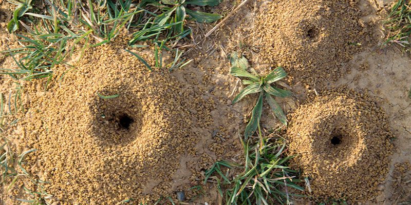 Which Pest Control Treatments Should Your Home Get This Summer?