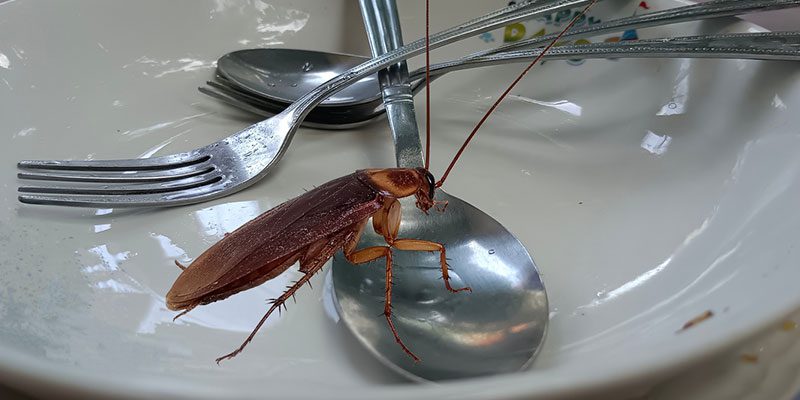 The Importance of Commercial Pest Control in Maintaining Health and Safety Standards