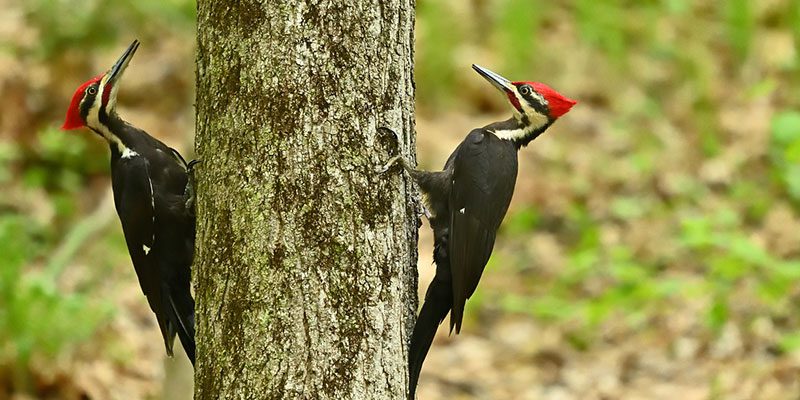 A Few Things to Note About Wildlife Removal Regulations in Georgia