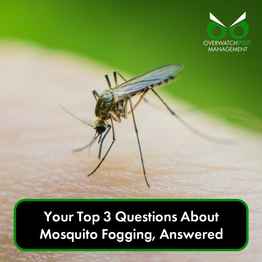 Your Top 3 Questions About Mosquito Fogging, Answered