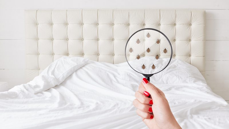 3 Reasons to Choose Us for Tick Control Services