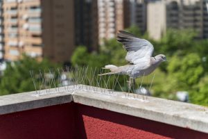 When to Schedule Bird Control Services for Your Commercial Space