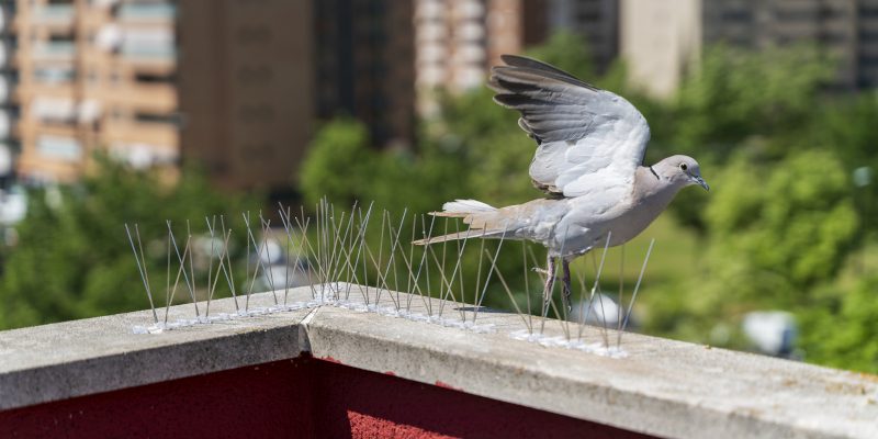 When to Schedule Bird Control Services for Your Commercial Space