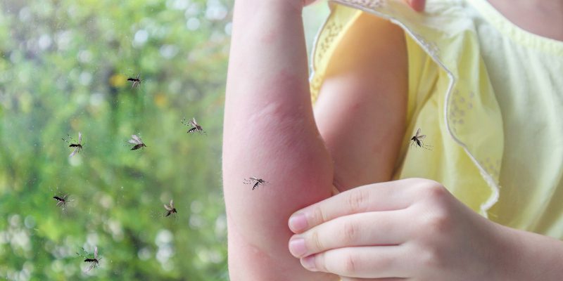 How Does Mosquito Fogging Work?