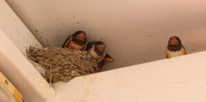 Why You Shouldn’t Attempt Bird Removal on Your Own