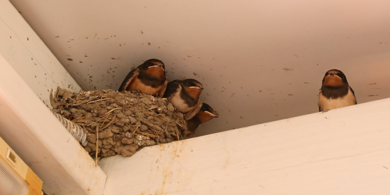 Why You Shouldn’t Attempt Bird Removal on Your Own